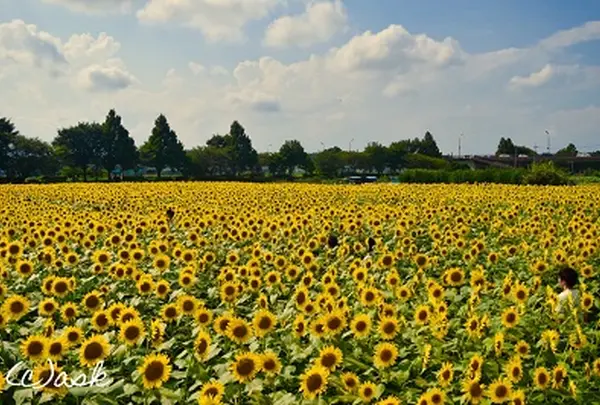 7月　座間ひまわり畑