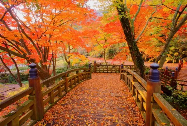 11月　熱海梅園