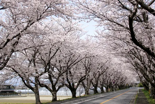 鍋田川堤桜並木