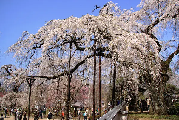 清雲寺 しだれ桜