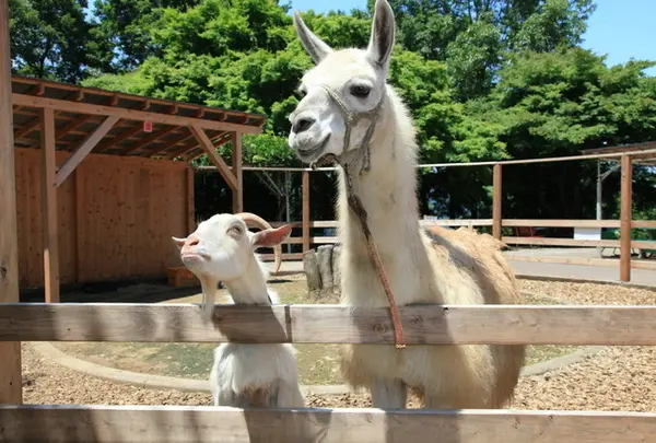 宝登山小動物公園