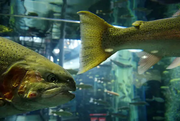山梨県立 富士湧水の里 水族館（森の水族館）