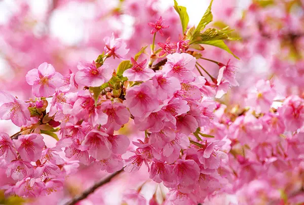 河津桜