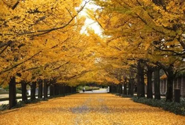 国営昭和記念公園