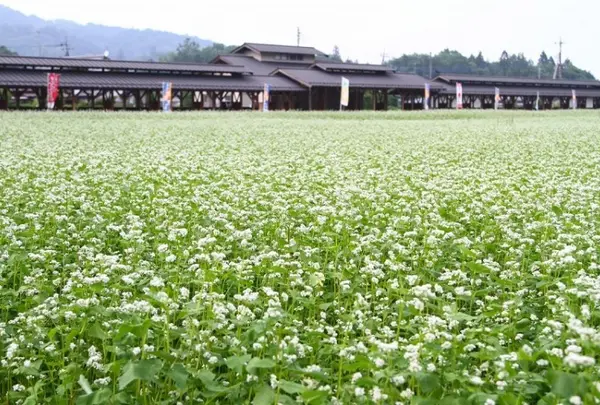 ちちぶ花見の里