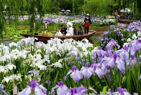 水郷佐原水生植物園