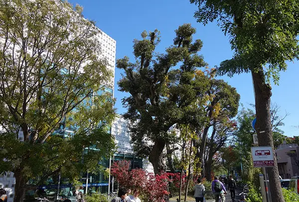 代官山 蔦屋書店(TSUTAYA)