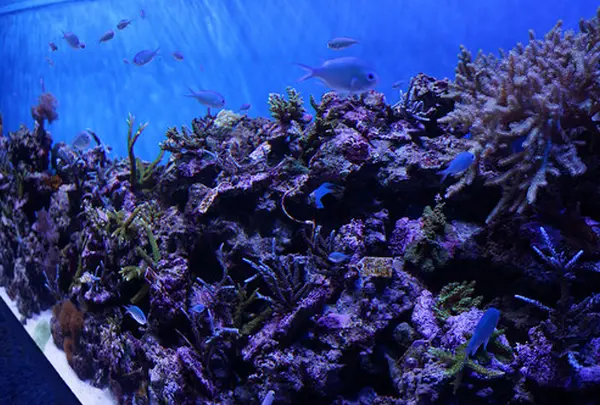 沼津港深海水族館