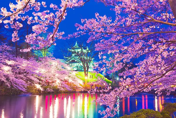 悠久山公園【桜の名所】