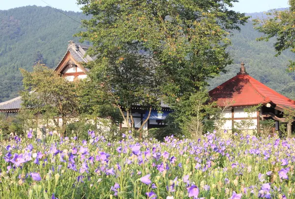 多宝寺の桔梗