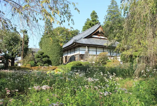 法善寺の藤袴