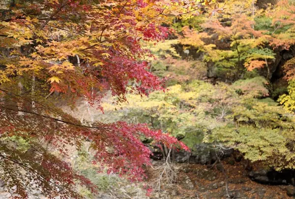 中津峡