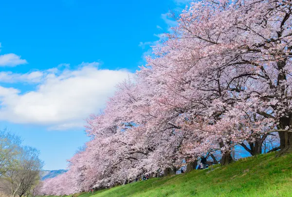 淀川河川公園背割堤地区
