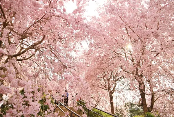 大神神社の写真・動画_image_308923