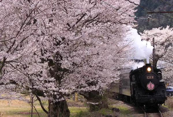 家山桜トンネル周辺
