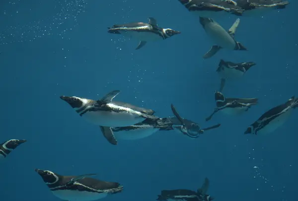 上越市立水族博物館 うみがたり（旧：上越市立水族博物館）