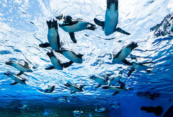 サンシャイン水族館