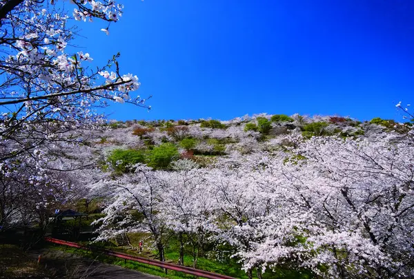 花立公園