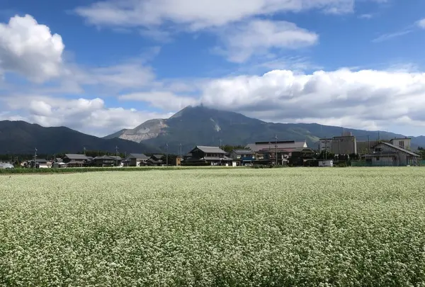 蕎麦畑と伊吹山