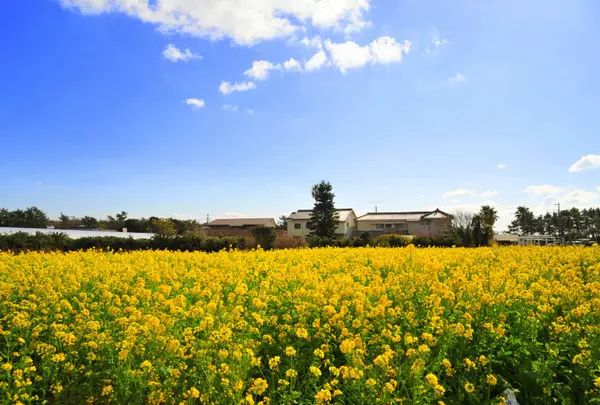 和田浦花園の花畑