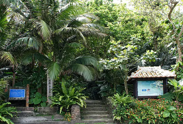 米原のヤエヤマヤシ群落