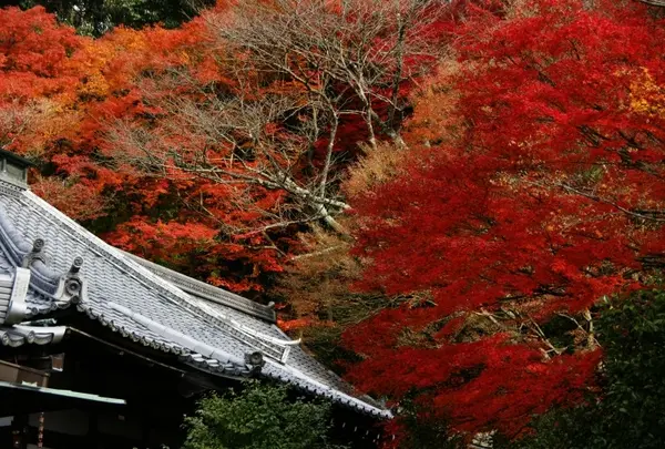 霊鑑寺