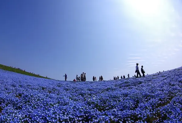 国営ひたち海浜公園