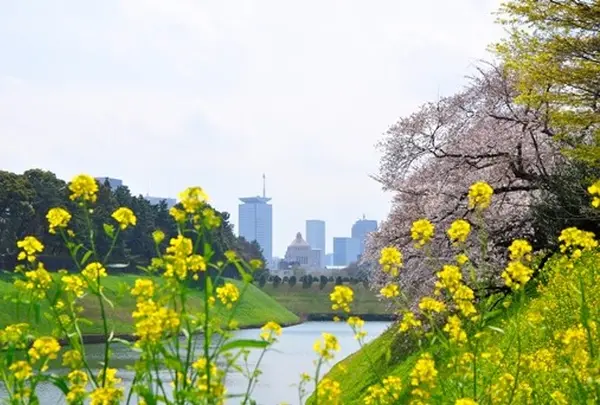 千鳥ヶ淵公園
