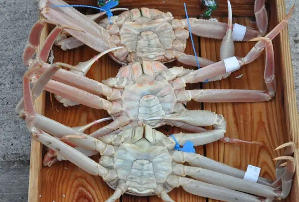 鮮魚ぎさ 夕日ヶ浦