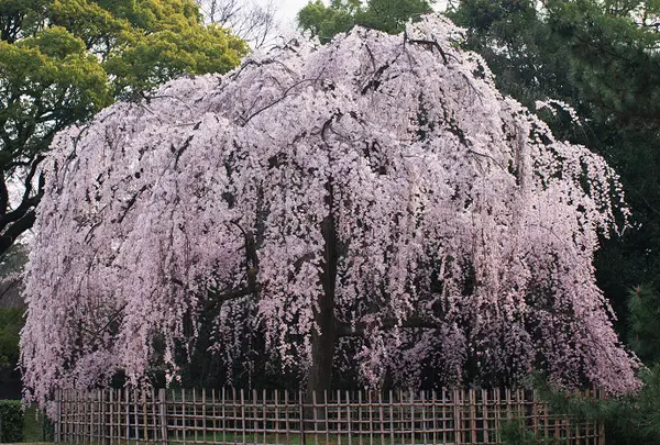 出水のしだれ桜