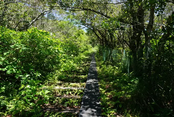 登山道