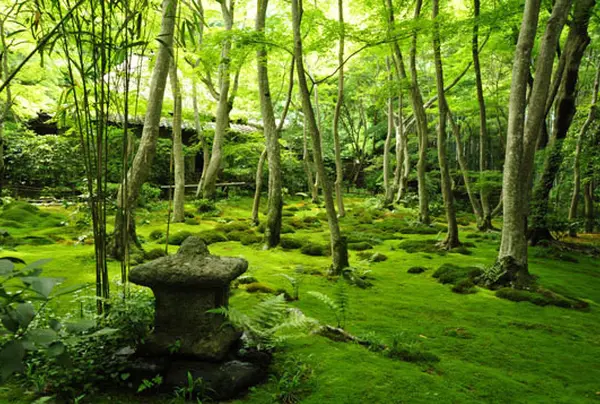 撮影スポット！苔むした庭園