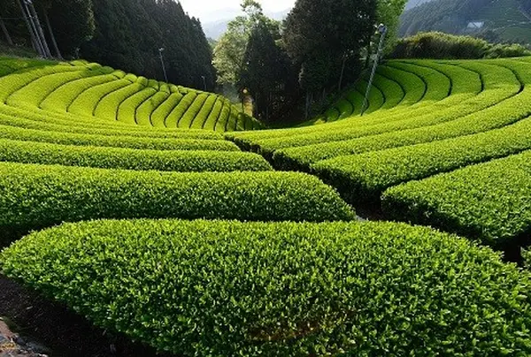 原山の円形茶園