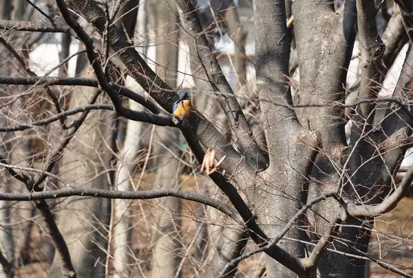 大原みねみち公園の写真・動画_image_23842