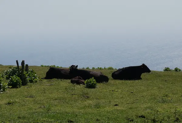 八丈富士牧野・ふれあい牧場の写真・動画_image_53359