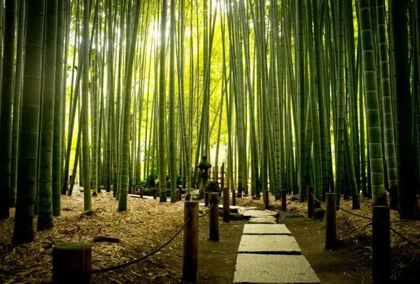 報国寺(竹寺)