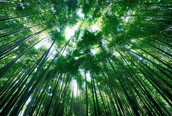 報国寺（竹寺）