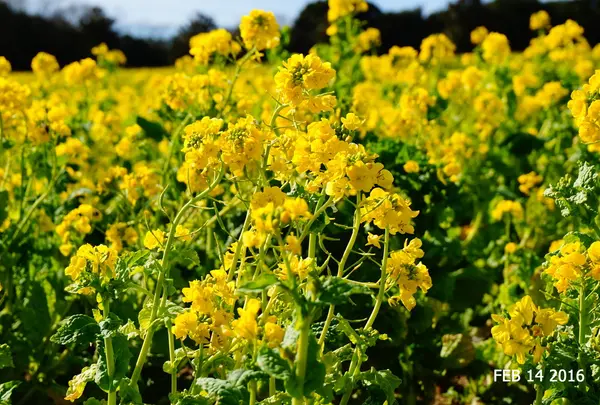 「あわじ花さじき」で花々とふれあう