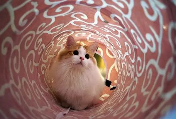 CatCafeてまりのおうち