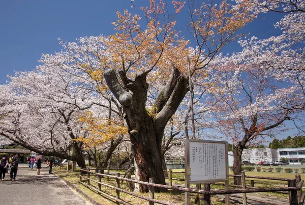 母智丘公園