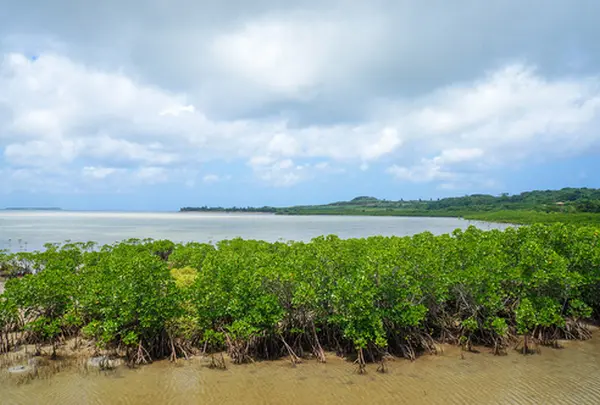 石長田海岸　マングローブ