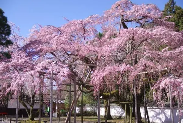 醍醐寺