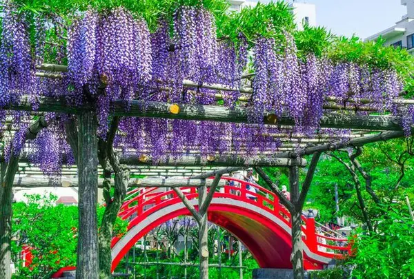 亀戸天神社