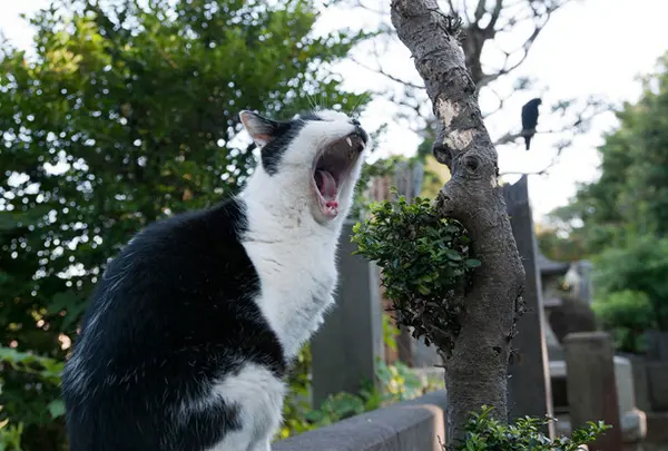 谷中霊園