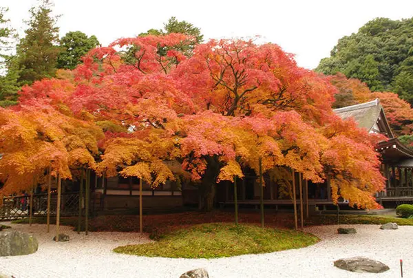 雷山千如寺大悲王院
