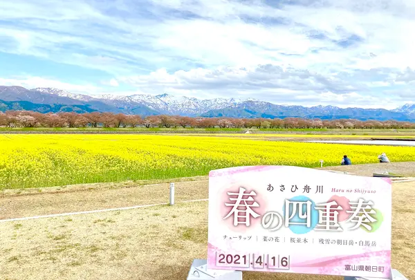 あさひ舟川「春の四重奏」の写真・動画_image_425949