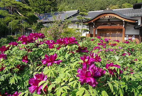 5月　玄向寺　牡丹