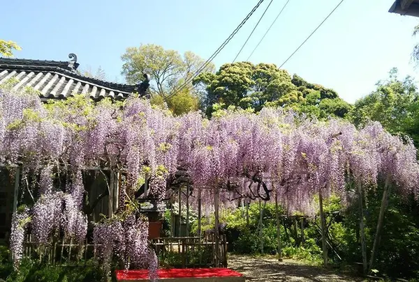 太江寺　伊勢