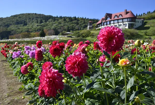 秋田国際ダリア園