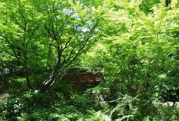 中自然の森